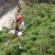 Bohol-Danao-Adventure-Park-Zipline-Zip-Line-Bungee-Jump-Plunge-135.jpg Bohol-Danao-Adventure-Park-Zipline-Zip-Line-Bungee-Jump-Plunge-135.jpg