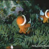 Save-Palawan-Seas-Foundation-spsf-project-7000-seven-thousand-when-in-manila-3.jpg