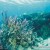 Save-Palawan-Seas-Foundation-spsf-project-7000-seven-thousand-when-in-manila-4.jpg