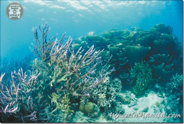 Save Palawan Seas Foundation spsf project 7000 seven thousand when in manila 4 Save Palawan Seas Foundation spsf project 7000 seven thousand when in manila 4