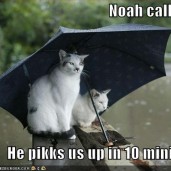 funny-pictures-cats-umbrella-rain-flood