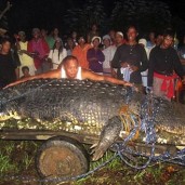 worlds-biggest-croc-crocodile-aligator-caught-philippines-agusan-reptile-big-largest-huge-pic-pi.jpg