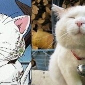 Caturday-cat-dog-pet-tips-manila-paws-peta-animal-welfare-save-kittens-wheninmanila-manila-phili.jpg