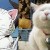 Caturday-cat-dog-pet-tips-manila-paws-peta-animal-welfare-save-kittens-wheninmanila-manila-phili.jpg Caturday-cat-dog-pet-tips-manila-paws-peta-animal-welfare-save-kittens-wheninmanila-manila-phili.jpg