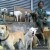 Mang-Rudy-Project-animal-Lover-Homeless-Man-Adopts-Dogs-Stray-Cats-WhenInManila-Manila-Philippin.jpg Mang-Rudy-Project-animal-Lover-Homeless-Man-Adopts-Dogs-Stray-Cats-WhenInManila-Manila-Philippin.jpg
