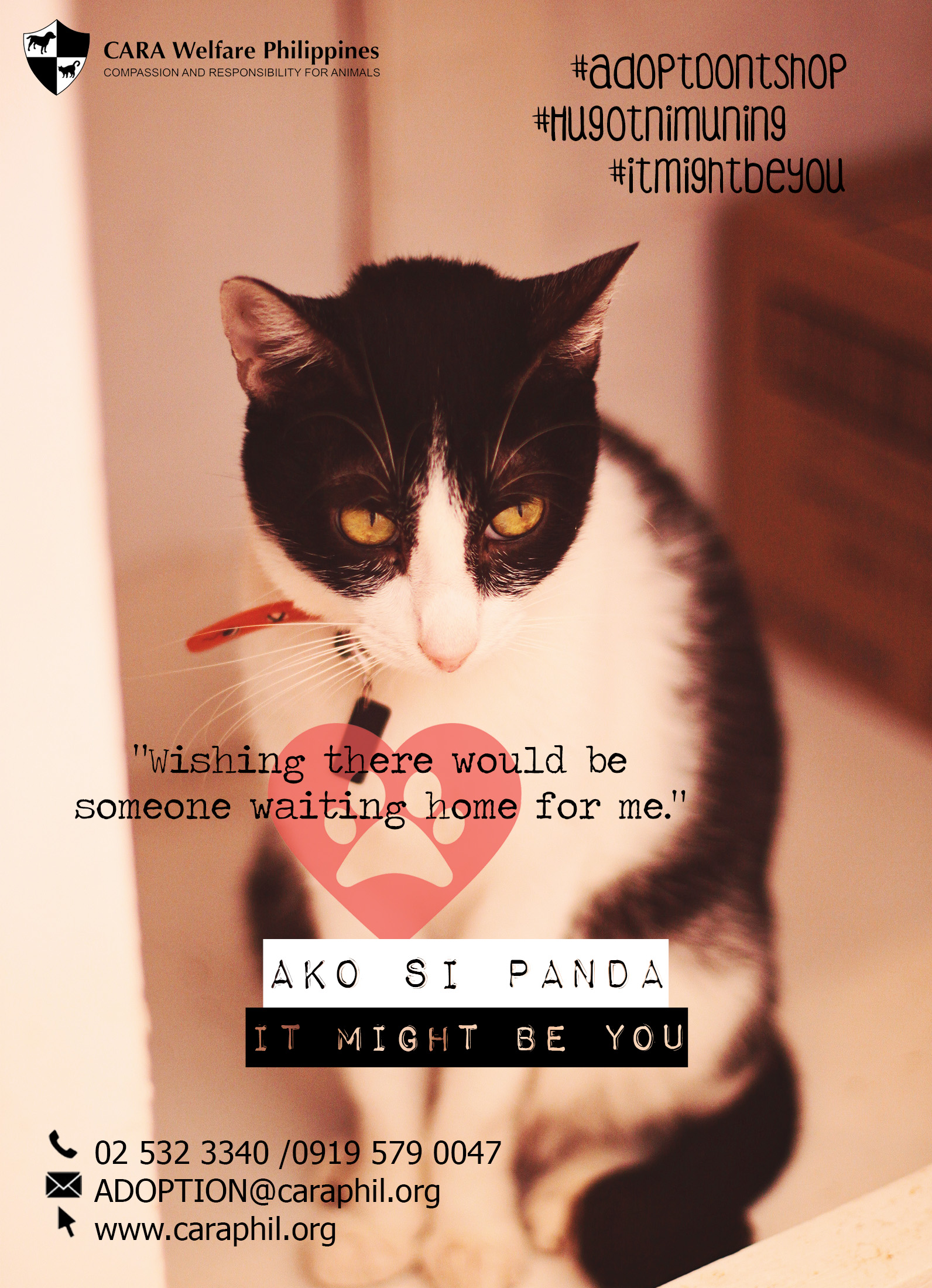 CUTE Hugot and Banat Lines from Rescued Pets When In Manila
