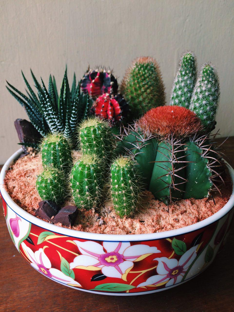 10 Tips for Beginners How To Take Care Of Cacti and