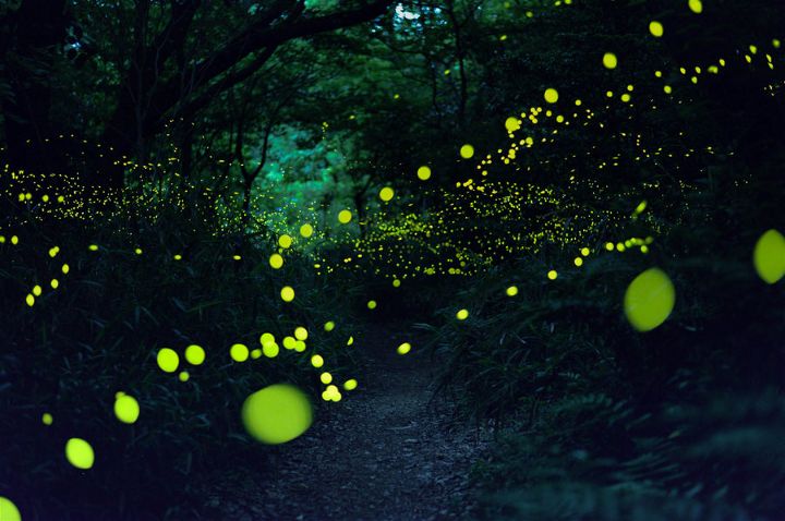 LOOK: Magical Firefly Photos of a Japan in Summer