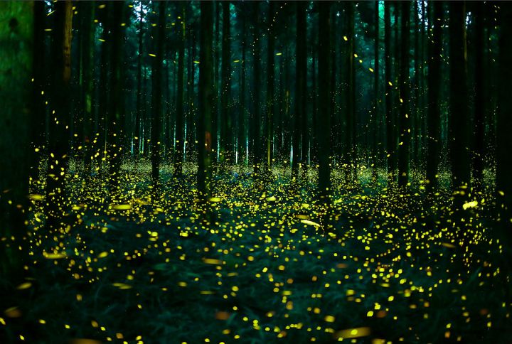 LOOK: Magical Firefly Photos of a Japan in Summer