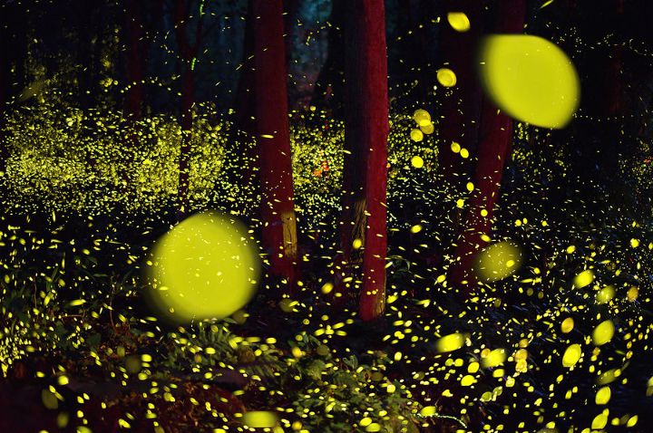 LOOK: Magical Firefly Photos of a Japan in Summer