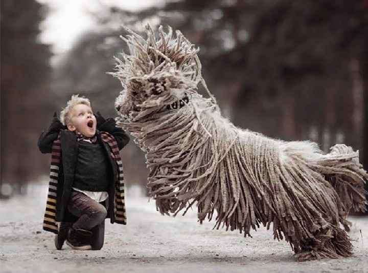 Giant "Mop" Dog Playing in the Snow