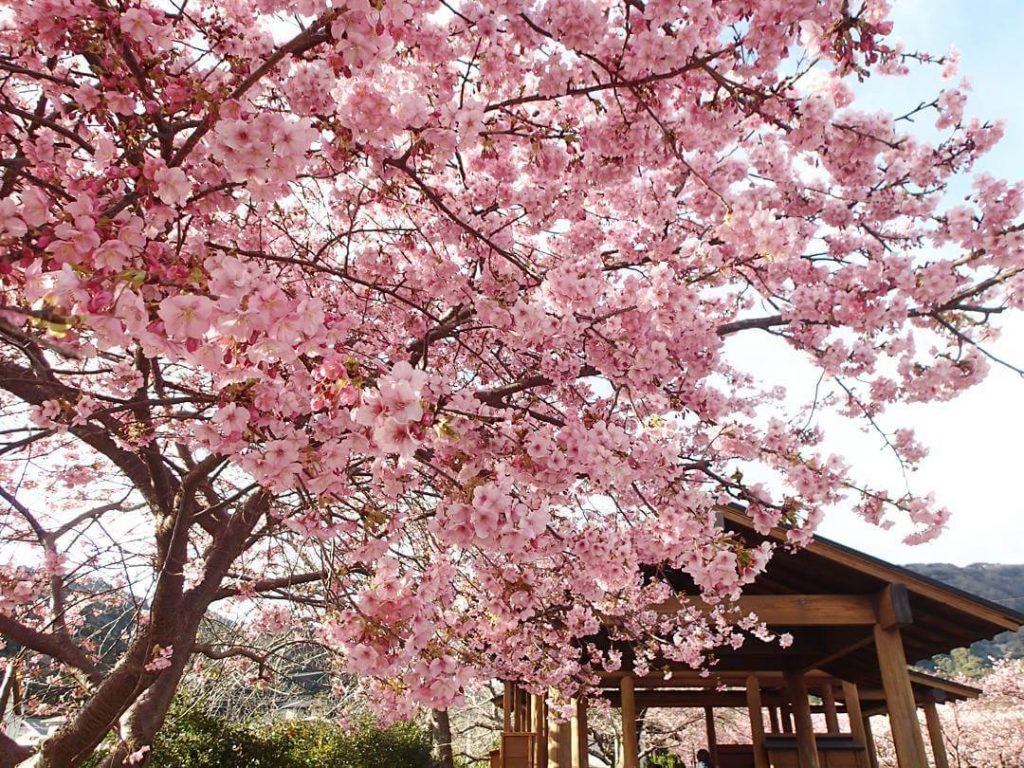 Japan Travel: Here's the cherry blossom forecast if you're going to