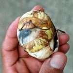 balut duck embryo filipino food delicacy