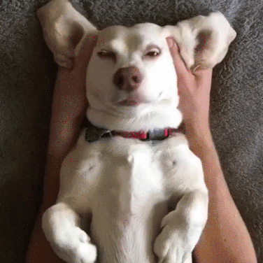 lovecorner relaxed dog massage