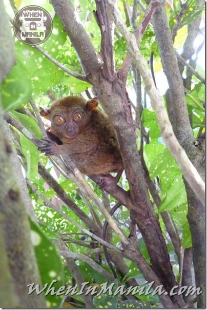 Bohol-Danao-Adventure-Park-Bungee-Jumping-Plunge-Zipline-Zip-WhenInManila-26