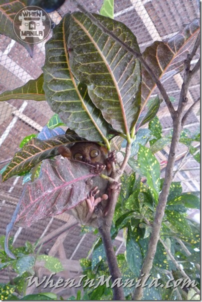 Bohol-Danao-Adventure-Park-Bungee-Jumping-Plunge-Zipline-Zip-WhenInManila-29