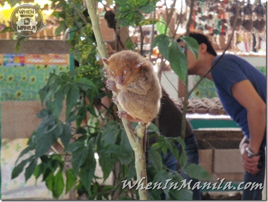 Bohol-Philippines-WhenInManila 087