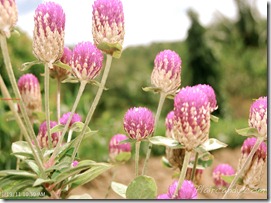 Palawan-South-Sea-Golden-Pearl-Farm-Gold-Pearls-Jewelmer-Oyster-Jewel (176)