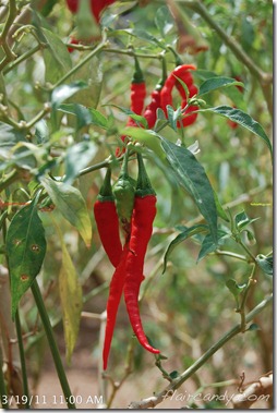 Palawan-South-Sea-Golden-Pearl-Farm-Gold-Pearls-Jewelmer-Oyster-Jewel (179)