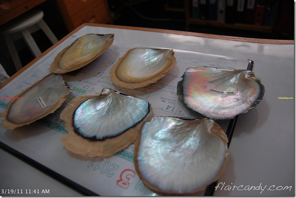 Palawan-South-Sea-Golden-Pearl-Farm-Gold-Pearls-Jewelmer-Oyster-Jewel (198)