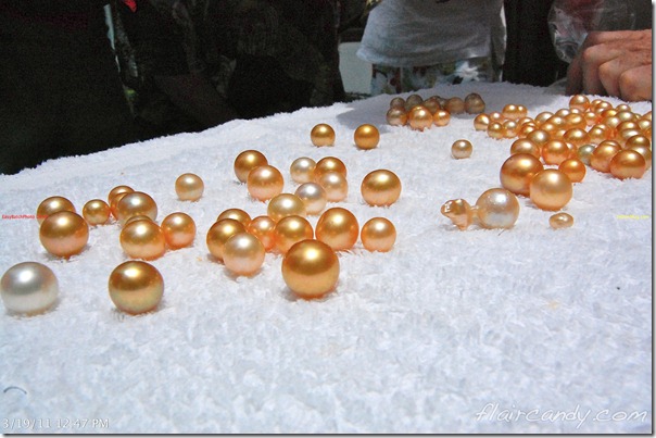 Palawan-South-Sea-Golden-Pearl-Farm-Gold-Pearls-Jewelmer-Oyster-Jewel (232)