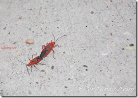 Palawan-South-Sea-Golden-Pearl-Farm-Gold-Pearls-Jewelmer-Oyster-Jewel (32)