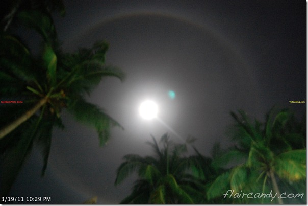 Palawan-South-Sea-Golden-Pearl-Farm-Gold-Pearls-Jewelmer-Oyster-Jewel (341)