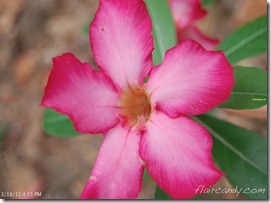 Palawan-South-Sea-Golden-Pearl-Farm-Gold-Pearls-Jewelmer-Oyster-Jewel (36)