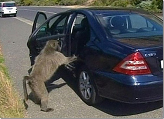 monkey-car-jacking