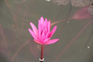 LOTUS