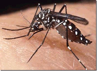 mosquito-dengue-aedes_thumb.jpg