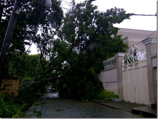 pedring-typhoon-pics-update-manila-wheninmanila-tree-avenue