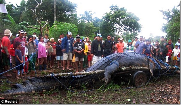worlds-biggest-croc-crocodile-aligator-caught-philippines-agusan-reptile-big-largest-huge-pic-picture-video-wheninmanila-manila