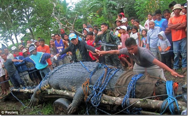worlds-largest-croc-crocodile-aligator-caught-philippines-agusan-reptile-big-biggest-huge-pic-picture-video