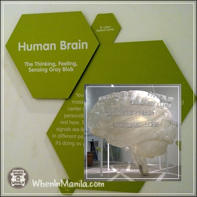 Mind Museum Human Brain