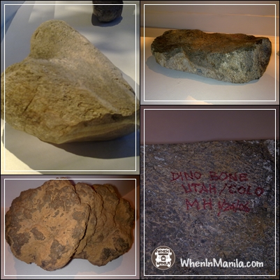 Mind Museum fossils