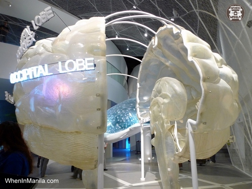 giant human brain model science museum