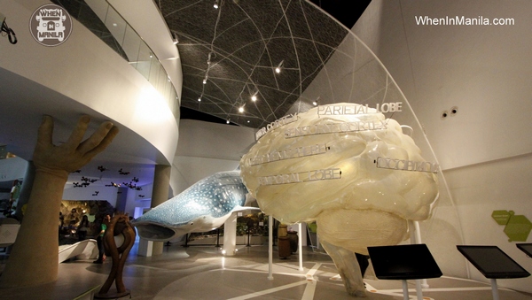 life size whale shark giant human brain mind museum when in manila