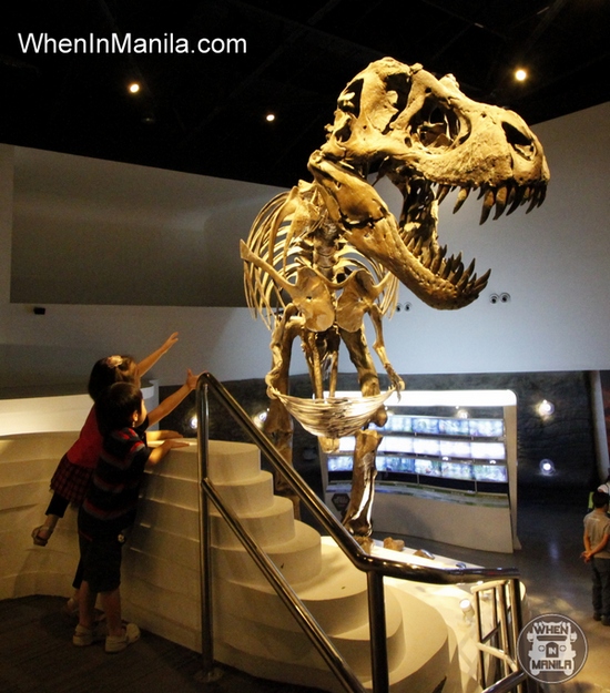 stan trex fossil mind museum taguig when in manila 1