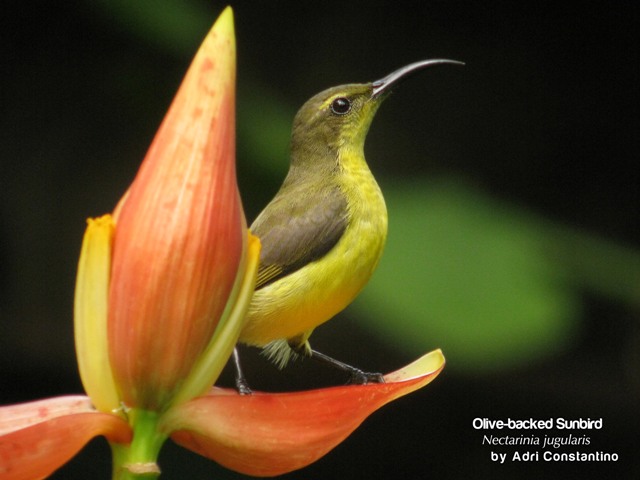 Birding: More Fun in the Philippines - Birdwatching Basics / Birdwatching in Villa Escudero with the Wild Bird Club 8 Birding: More Fun in the Philippines - Birdwatching Basics / Birdwatching in Villa Escudero with the Wild Bird Club