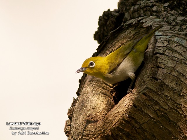 Birding: More Fun in the Philippines - Birdwatching Basics / Birdwatching in Villa Escudero with the Wild Bird Club 6 Birding: More Fun in the Philippines - Birdwatching Basics / Birdwatching in Villa Escudero with the Wild Bird Club