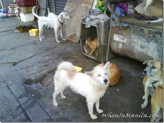 Mang-Rudy-Project-animal-Lover-Homeless-Man-Adopts-Dogs-Stray-Cats-WhenInManila-Manila-Philippines-6