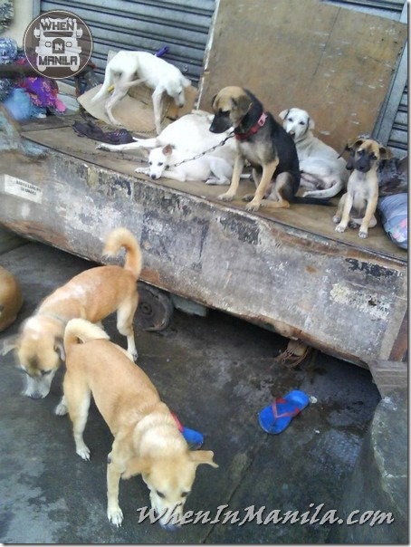 Mang-Rudy-Project-animal-Lover-Homeless-Man-Adopts-Dogs-Stray-Cats-WhenInManila-Manila-Philippines-7