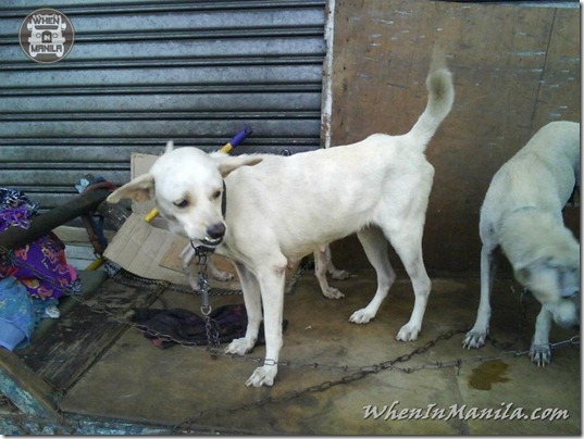 Mang-Rudy-Project-animal-Lover-Homeless-Man-Adopts-Dogs-Stray-Cats-WhenInManila-Manila-Philippines-11