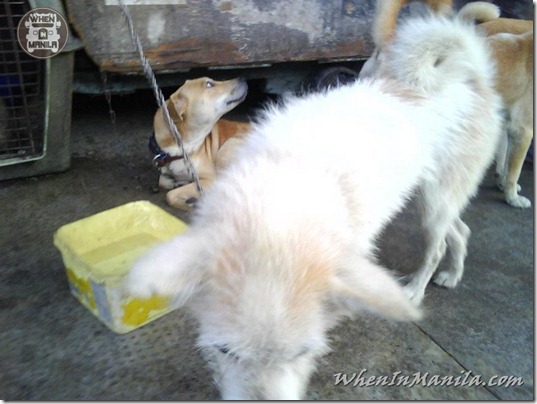 Mang-Rudy-Project-animal-Lover-Homeless-Man-Adopts-Dogs-Stray-Cats-WhenInManila-Manila-Philippines-12