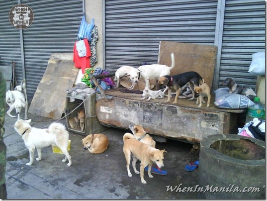Mang-Rudy-Project-animal-Lover-Homeless-Man-Adopts-Dogs-Stray-Cats-WhenInManila-Manila-Philippines-4