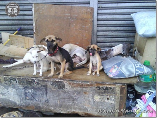 Mang-Rudy-Project-animal-Lover-Homeless-Man-Adopts-Dogs-Stray-Cats-WhenInManila-Manila-Philippines-5