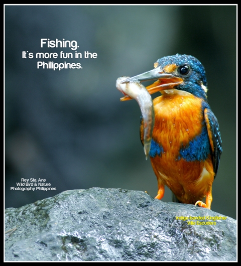 Birding: More Fun in the Philippines - Birdwatching Basics / Birdwatching in Villa Escudero with the Wild Bird Club 7 Birding: More Fun in the Philippines - Birdwatching Basics / Birdwatching in Villa Escudero with the Wild Bird Club