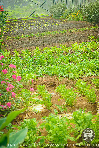 sonya's garden day 2 mae ilagan badeth compuesto-118 sonyas garden day 2 mae ilagan badeth compuesto 118