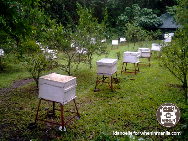 beehives